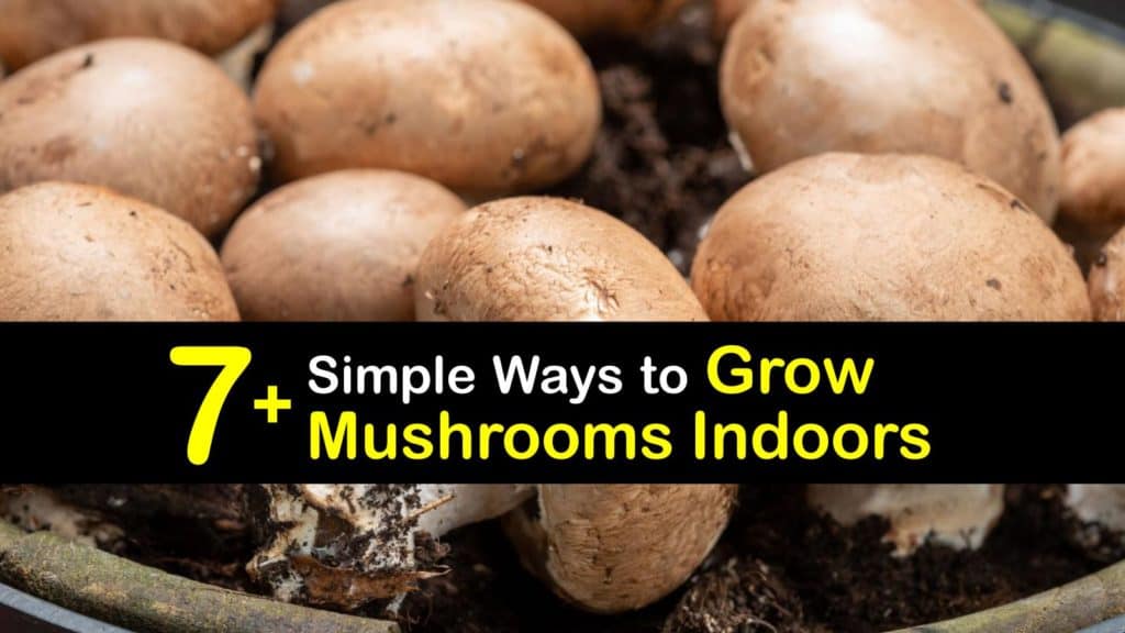How to Grow Mushrooms Indoors titleimg1