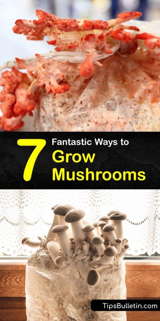 Learn how to grow and regrow your own mushrooms at home in a few simple steps. Enjoy fresh shitake, button, and oyster mushrooms by planting them in a substrate or the proper growing medium in a dark, cool, humid place. #howto #grow #mushrooms