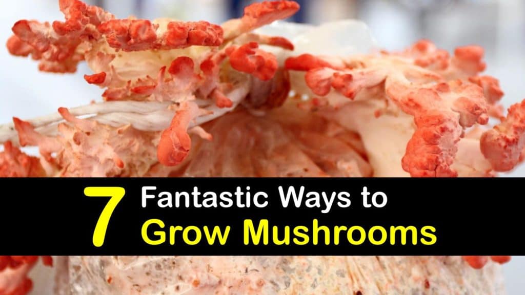 How to Grow Mushrooms titleimg1