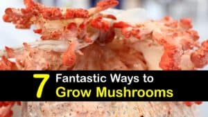 How to Grow Mushrooms titleimg1