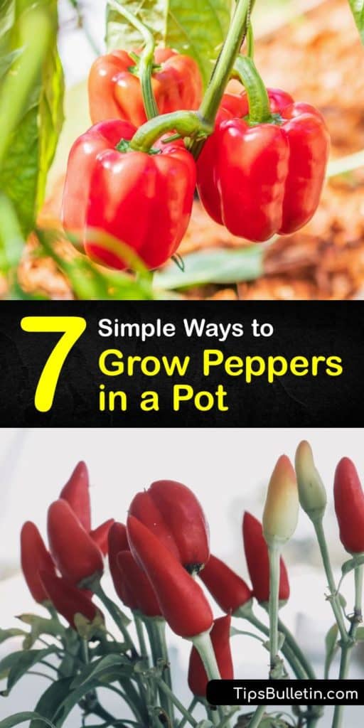 Find out how to grow jalapeño, habanero, and sweet peppers in a pot. Plant your pepper seeds in potting mix instead of garden soil and ensure they receive full sun. Before transplanting peppers outdoors, fertilize the plant for the best growth. #howto #grow #peppers #container