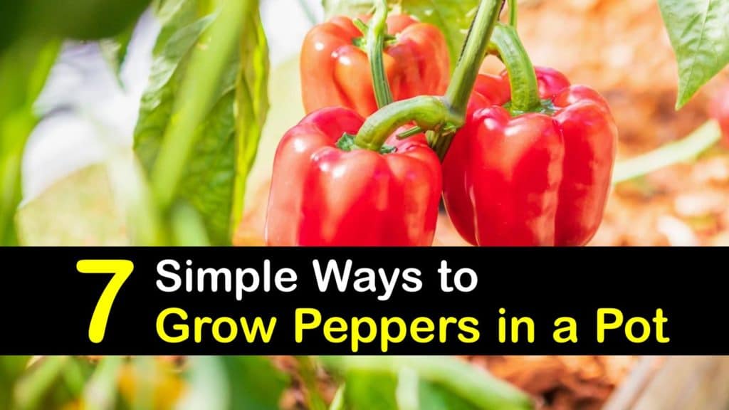 How to Grow Peppers in a Pot