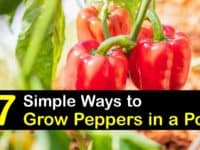 How to Grow Peppers in a Pot titleimg1