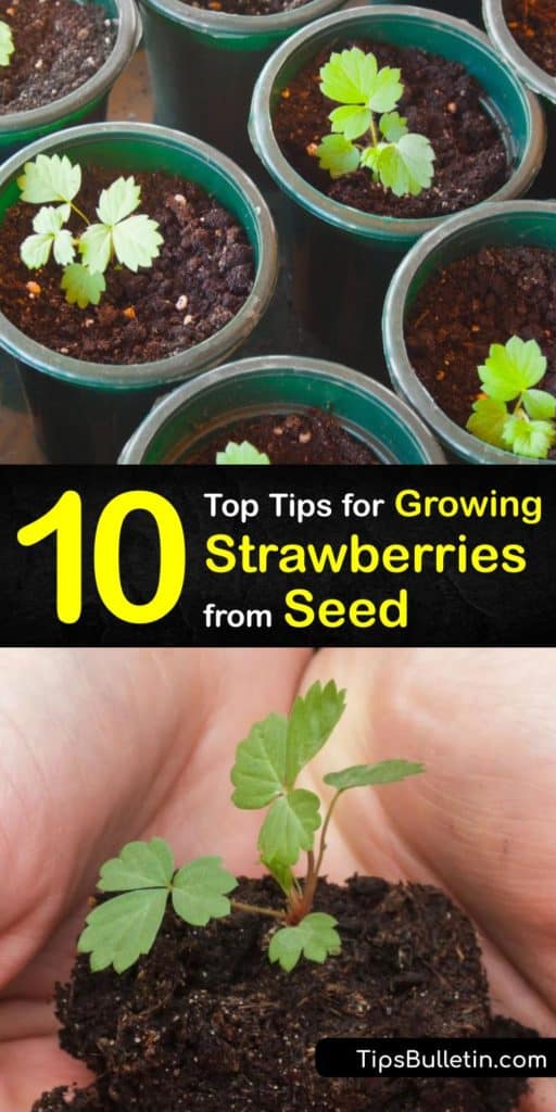 Discover how to grow strawberries from seed. While it’s common to grow new plants from bare root, it’s easy to plant heirloom or alpine strawberries seeds in full sun to enjoy fresh strawberries each growing season. #growing #strawberries #seeds