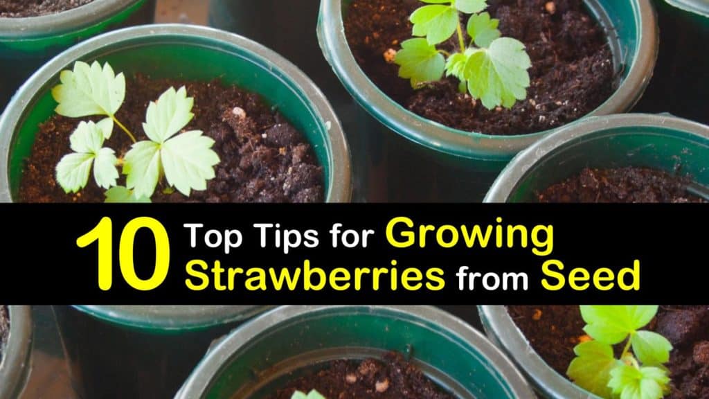 How to Grow Strawberries from Seeds titleimg1
