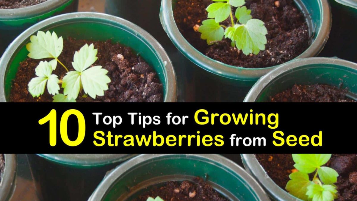 10 Easy Tips for Growing Strawberries from Seeds