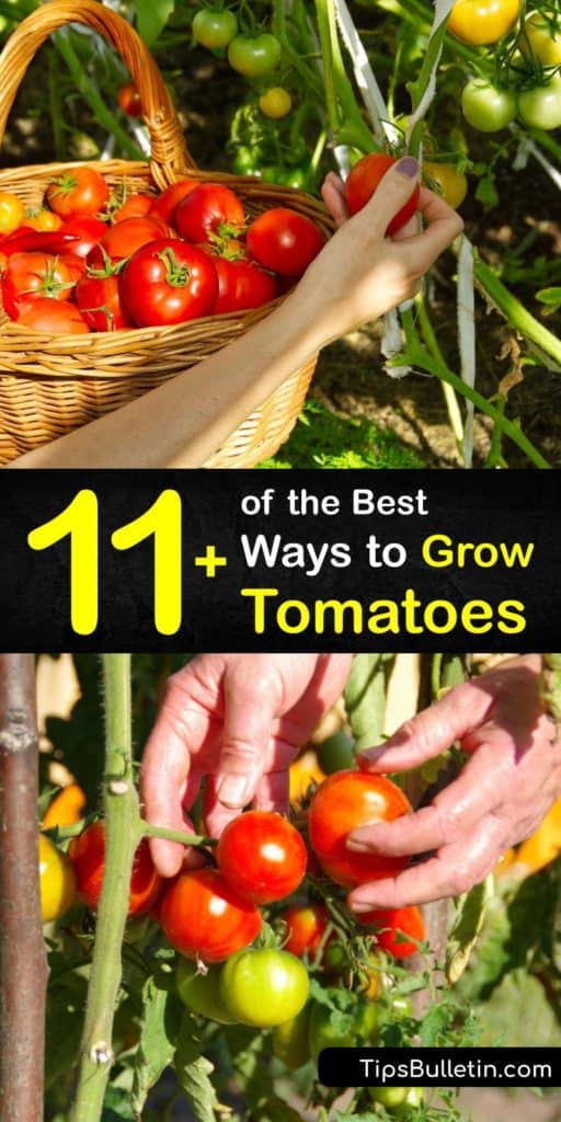 Discover how to grow tomatoes in a garden or patio to enjoy beefsteak or cherry tomatoes at the end of the growing season. Many indeterminate and determinate tomato varieties are easy to grow, but they all require full sun to thrive. #growing #tomatoes #howto