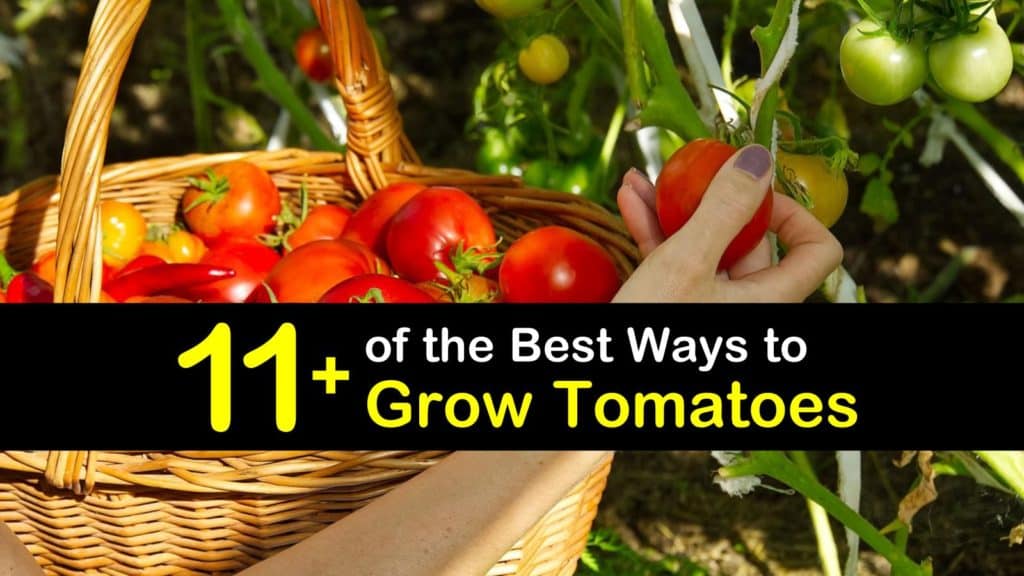 How to Grow Tomatoes titleimg1