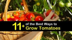How to Grow Tomatoes titleimg1
