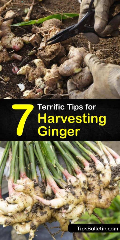 Grow your own baby ginger plant to produce fresh ginger or simply as a houseplant. Save money at the grocery store and uncover how growers harvest ginger. Spreading a thin layer of mulch around the entire plant helps speed up the time needed for sprouting. #howto #harvest #ginger