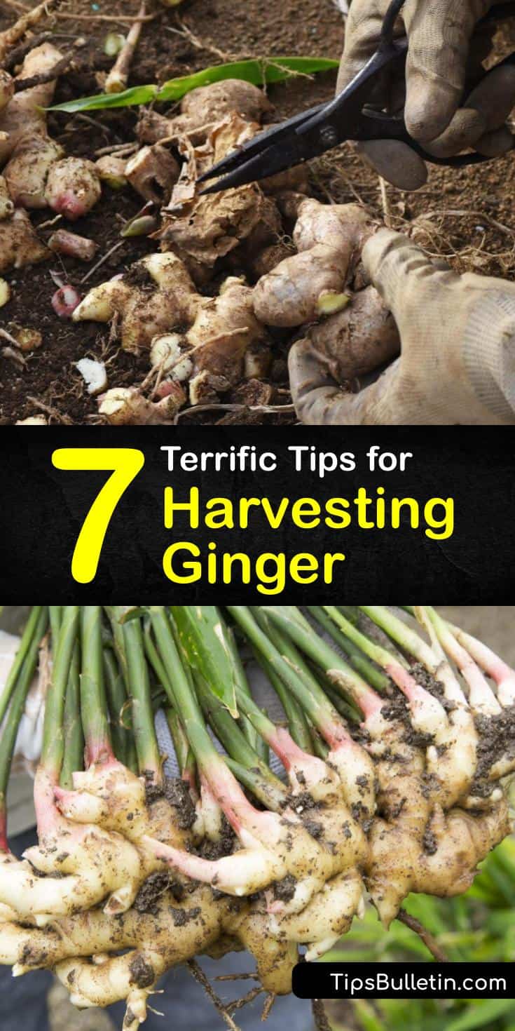 7 Terrific Tips for Harvesting Ginger