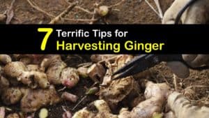 How to Harvest Ginger titleimg1