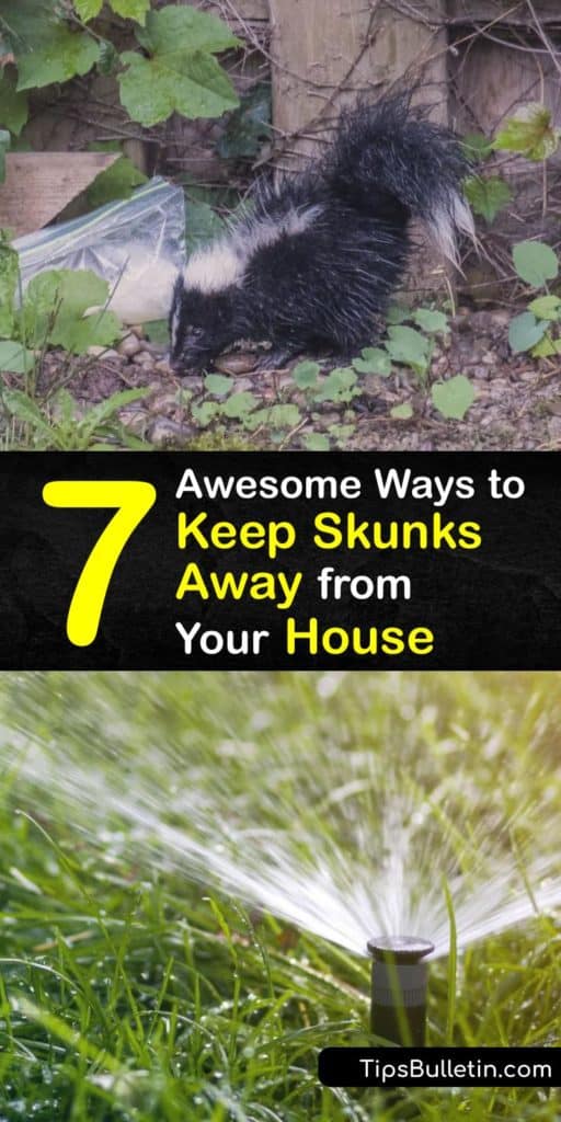 Discover how simple skunk removal is when you use mothballs, predator urine, sprinklers, and bright lights. Critters like skunks and raccoons are nocturnal, so your skunk repellent must deter them as they search for grubs at night. #howto #repel #skunks #house