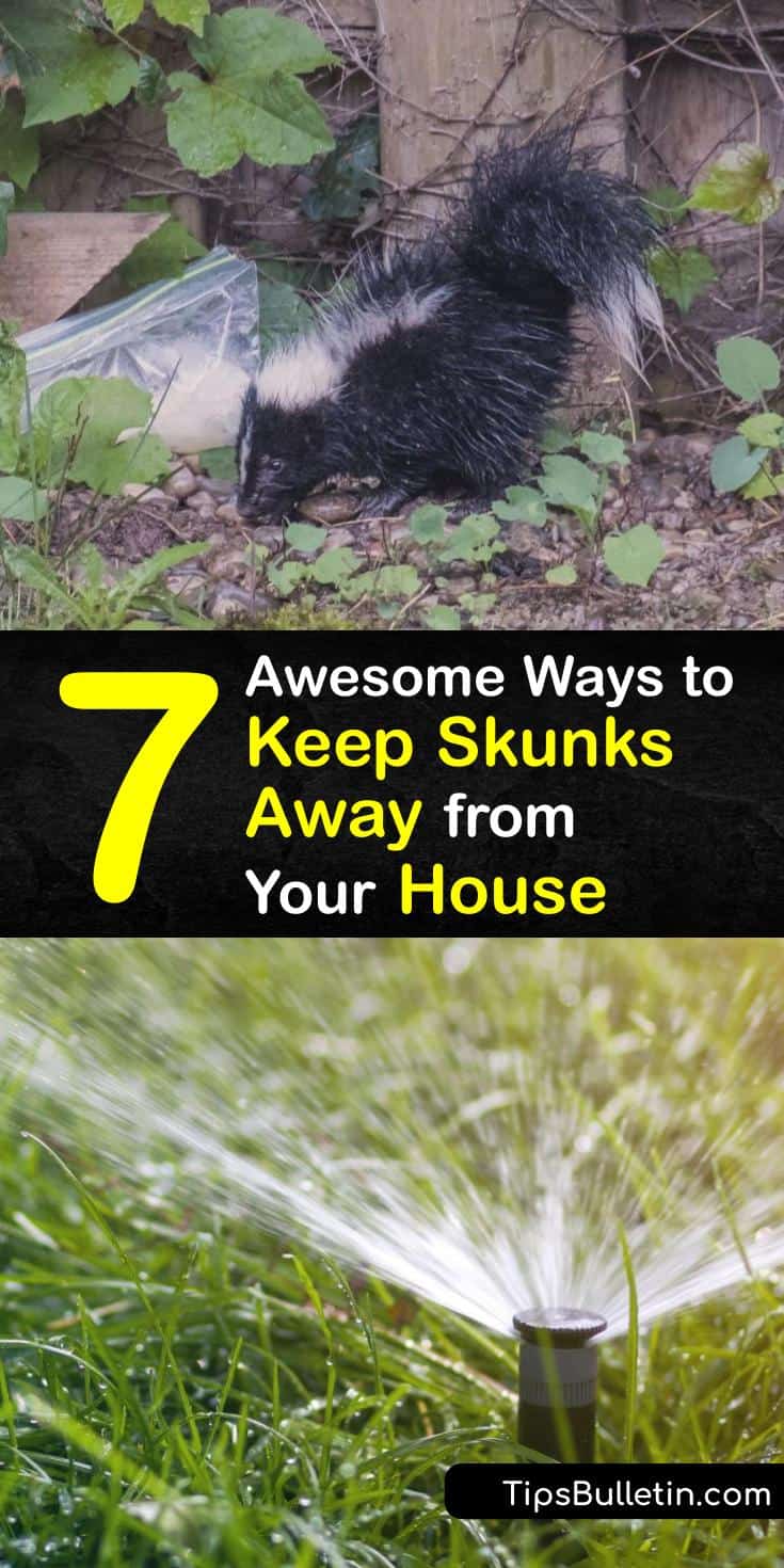 7 Awesome Ways to Keep Skunks Away from Your House