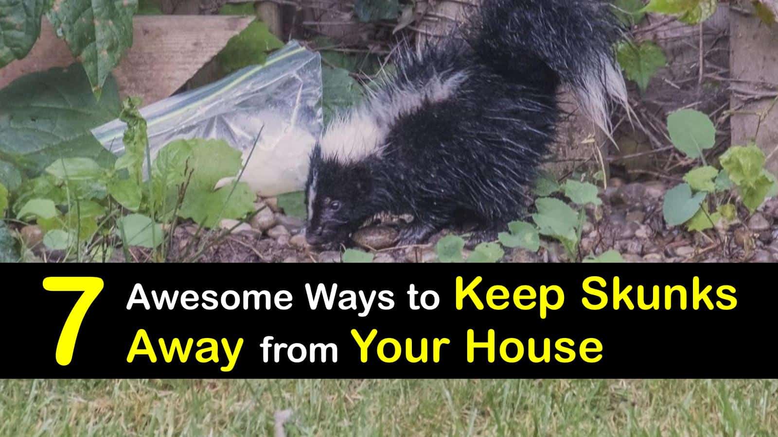 7 Awesome Ways to Keep Skunks Away from Your House