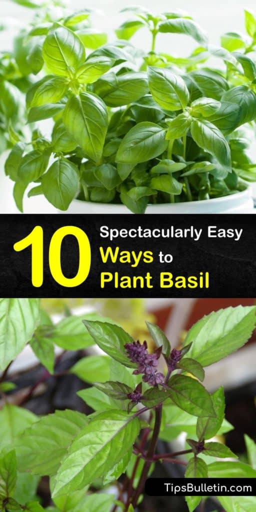 Learn how to grow your own Italian, Thai, or sweet basil at home to enjoy fresh basil in your favorite recipes. Plant basil seeds in potting mix, set your plants on a windowsill with full sun, and snip basil leaves fresh from the plant as needed. #howto #plant #basil