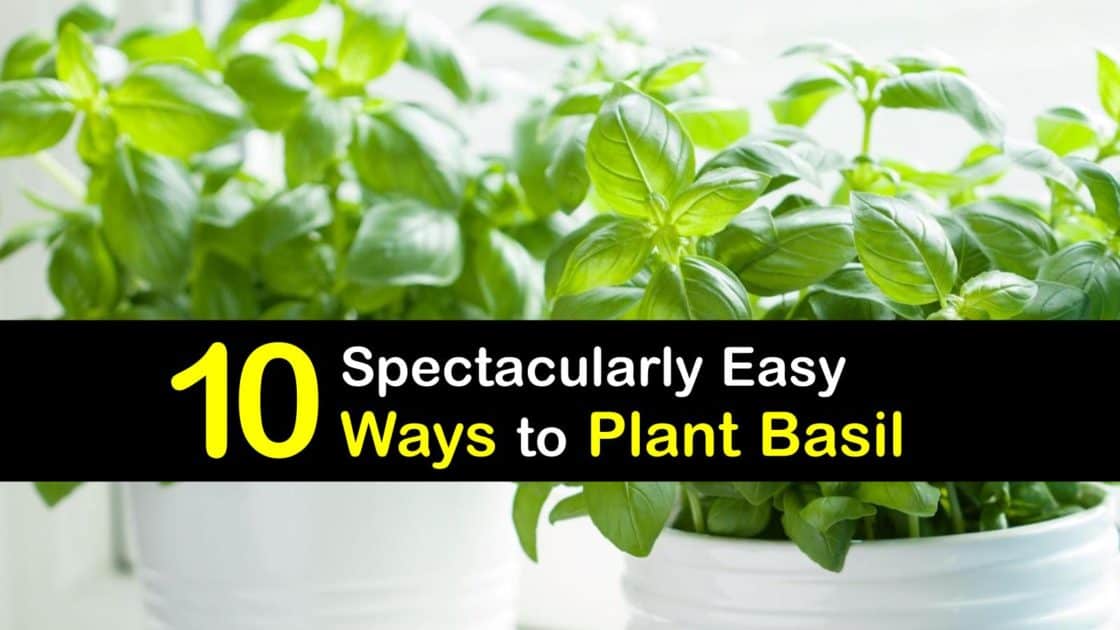 10 Spectacularly Easy Ways to Plant Basil
