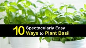 How to Plant Basil titleimg1