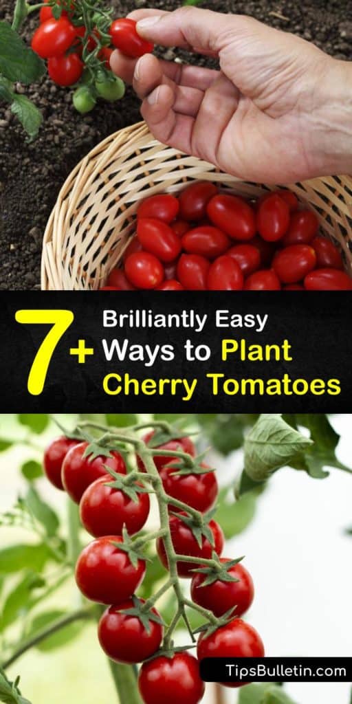 Learn planting and fertilizing techniques for Sungold and cherry tomato plants grown in your backyard. Grow-cherry-tomatoes with a tomato cage to support the vines. Fertilize your plant with a little mulch and make sure to prune your plant to prevent blossom end rot. #howto #plant #cherry #tomatoes