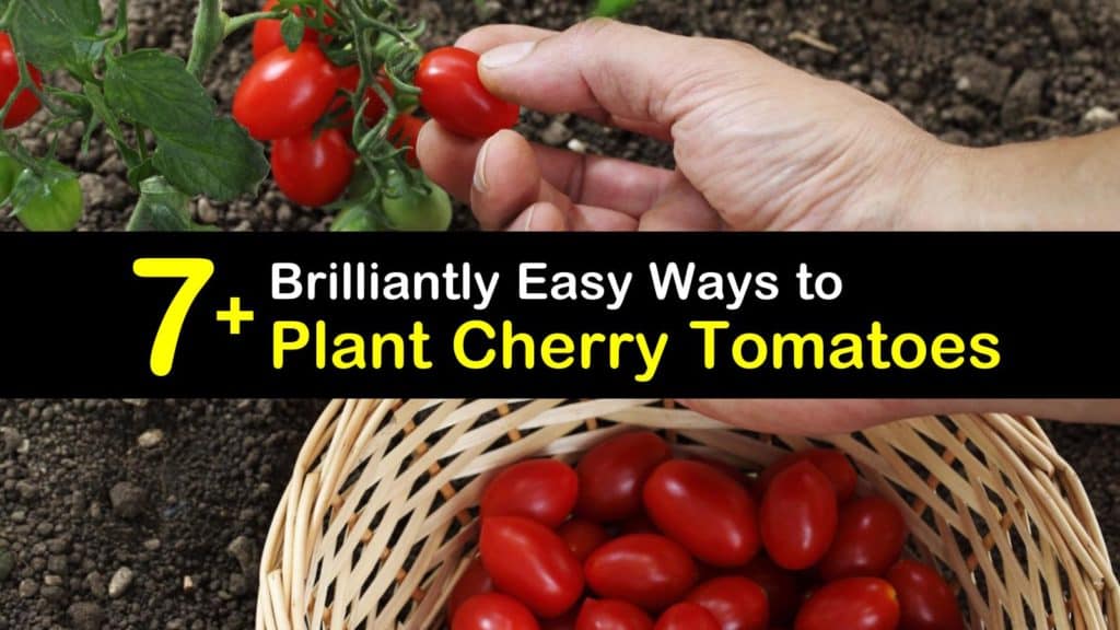 How to Plant Cherry Tomatoes titleimg1