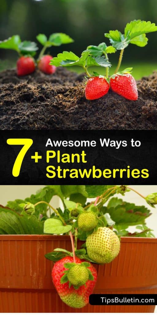 Discover how to plant strawberries at home. Choose among strawberry varieties ranging from June-bearing to day-neutral. Learn how to make your new plants produce fruit the whole growing season by planting in full sun with appropriate soil and spacing. #strawberries #howto #planting
