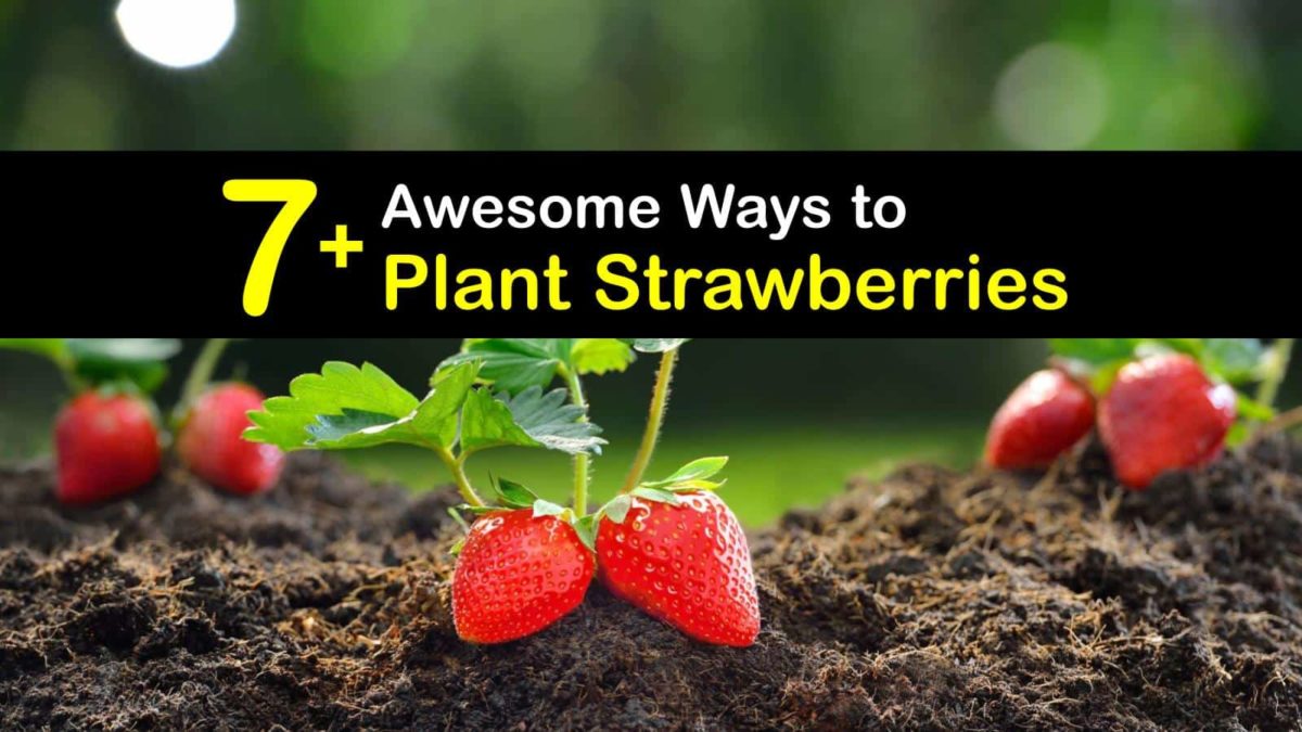 7+ Awesome Ways to Plant Strawberries