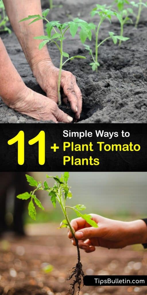 Make the most of your growing season after learning how to plant tomatoes the right way. Use this article to find out if your tomato seedlings have a determinate root system, what garden soil they prefer, if they like full sun and the steps for transplanting them safely. #howto #plant #tomatoes