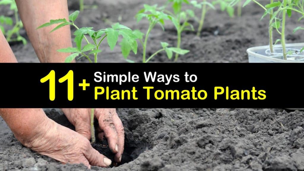 How to Plant Tomato Plants titleimg1