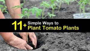How to Plant Tomato Plants titleimg1