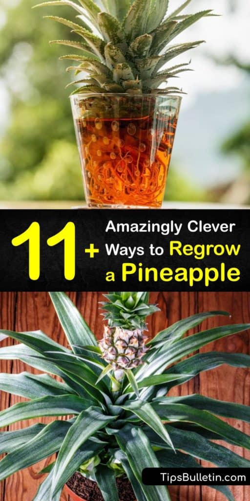 Learn DIY ways to regrow pineapple fruit like your other houseplants. All levels of growers have success fruiting a new pineapple with a Mason jar and a glass of water. Use a plastic bag to produce ethylene gas and speed up the growing process. #howto #regrow #pineapple