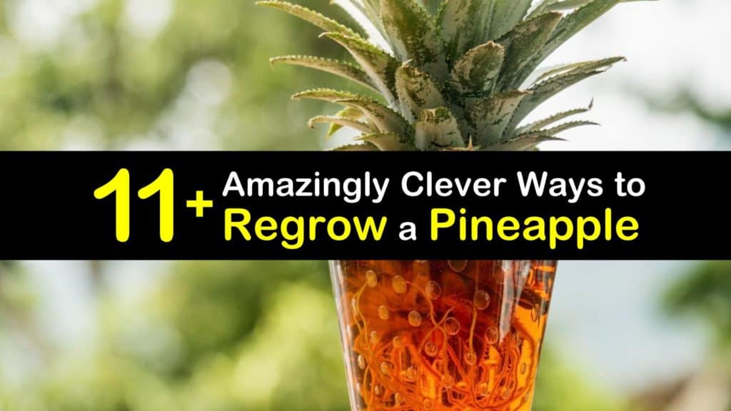 How to Regrow a Pineapple