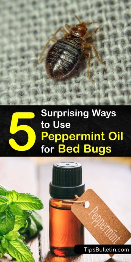 Learn to use essential oils like peppermint and eucalyptus as a natural repellent and insecticide for bed bug control. Avoid harsh chemicals and pesticides in your home to get rid of a bed bug infestation. Peppermint oil is great at repelling bed bugs. #repel #bedbugs #peppermint #oil