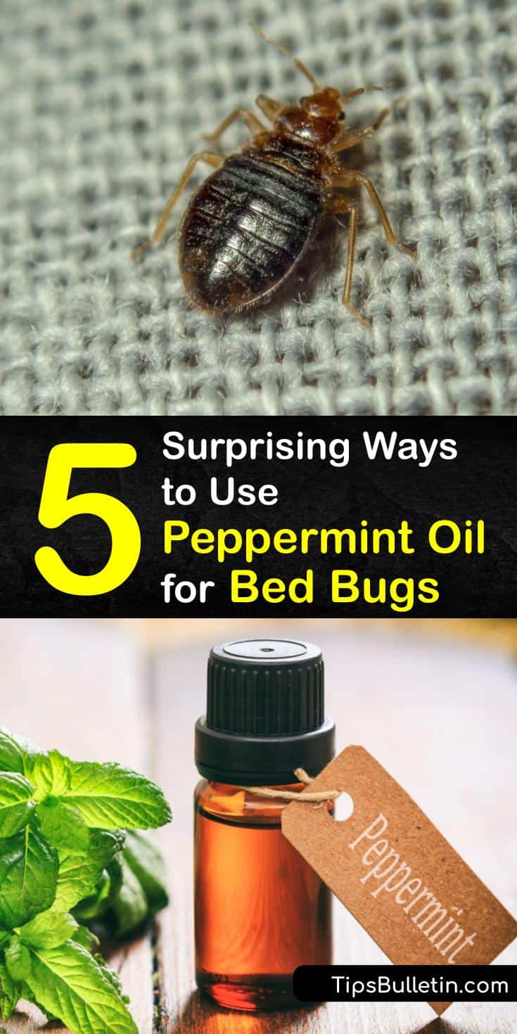 5 Surprising Ways to Use Peppermint Oil for Bed Bugs