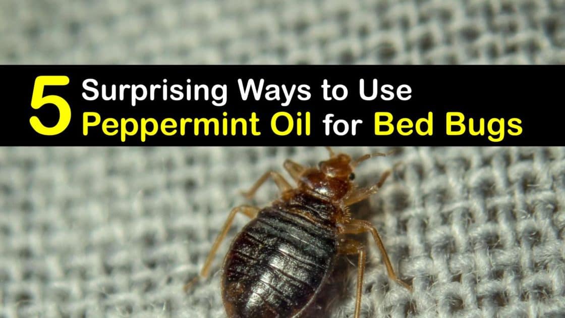 5 Surprising Ways to Use Peppermint Oil for Bed Bugs