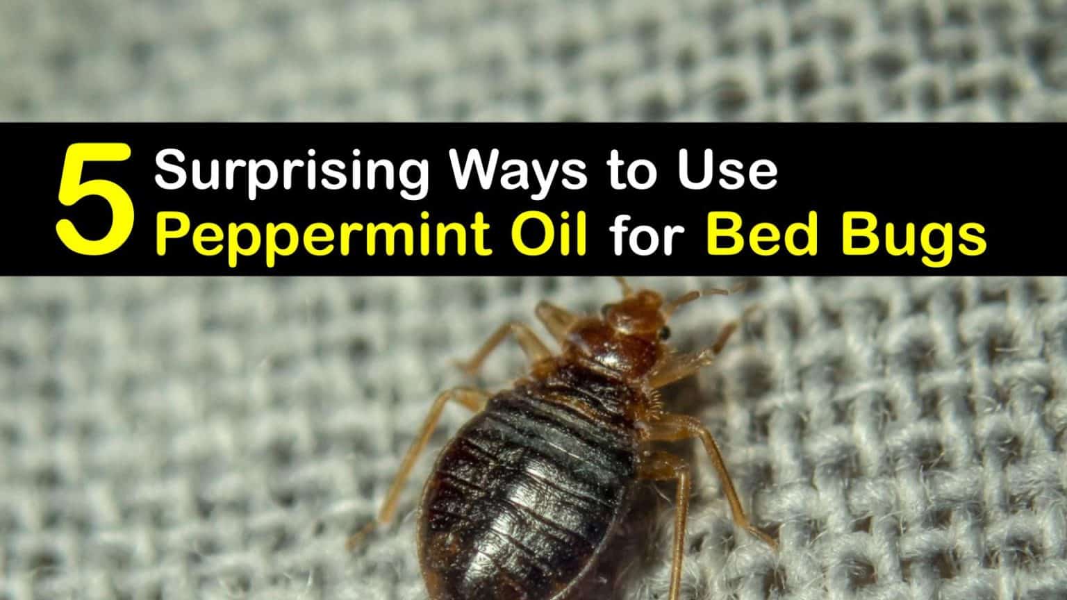 5 Surprising Ways to Use Peppermint Oil for Bed Bugs