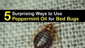 How to use Peppermint Oil for Bed Bugs titleimg1