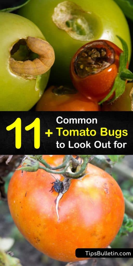 Protect your tomatoes from hornworms, whiteflies, cutworms, and other insect pests that feed on your veggies. Use this article to avoid insecticides and pesticides with chemicals and use natural remedies like mulch, marigolds, and herbs for an infestation. #tomato #bugs