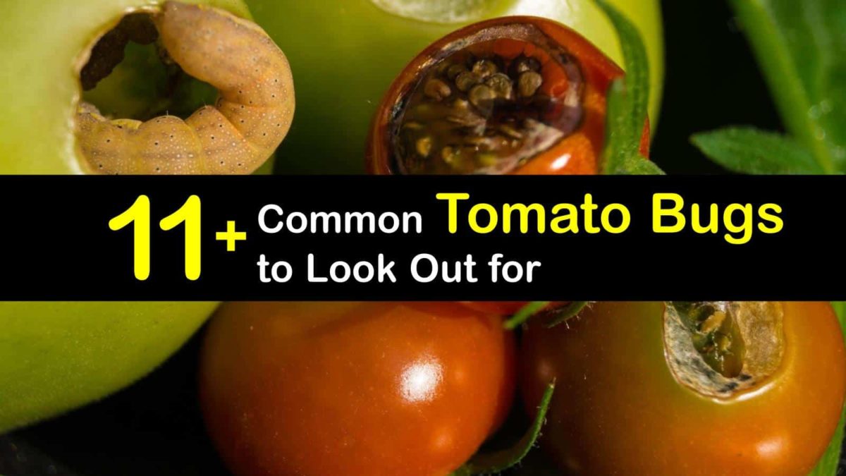 11+ Common Tomato Bugs to Look Out for