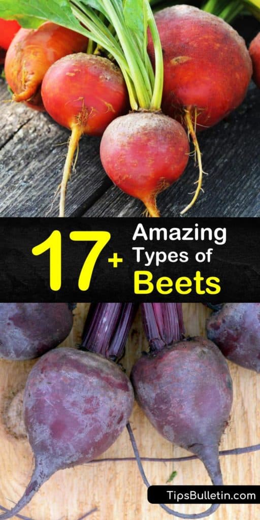 Beets are relatively easy to grow in a home garden and a great source of vitamins and antioxidants. Learn about all the different types of beetroot (Beta vulgaris), from Detroit Dark Red, Cylindra, and Candy Cane, to Bull’s Blood, Chioggia, and Golden beets. #beets #types #varieties