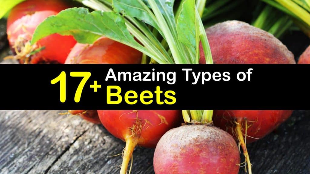 Types of Beets titleimg1