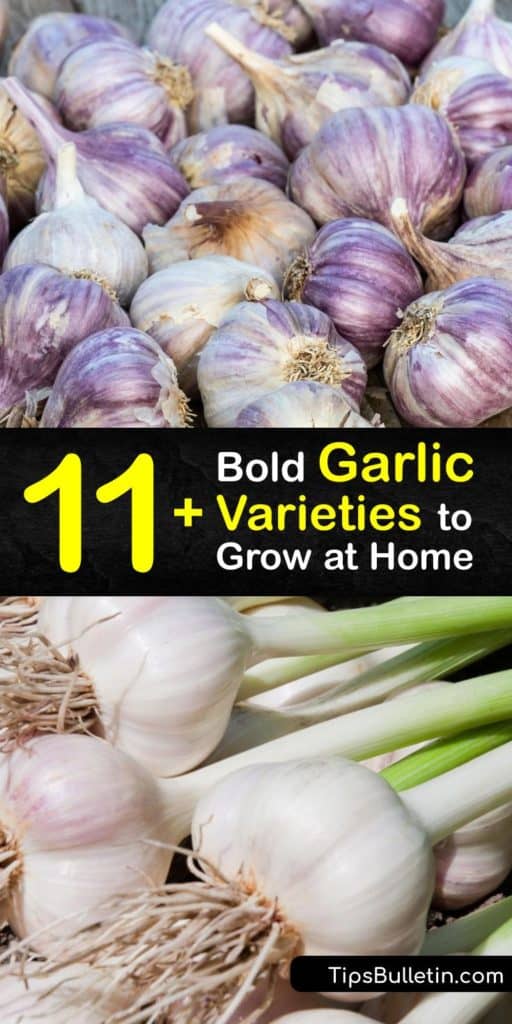 Open your mind to the endless garlic varieties that aren’t often found at the grocery store, including Silverskin, Creole, Rocambole, German, and Elephant garlic. Learn all there is to know about Allium sativum and the different flavor profiles you’ve never experienced. #types #garlic #varieties