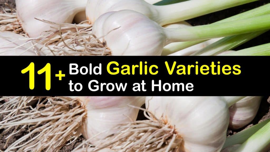 Types of Garlic titleimg1