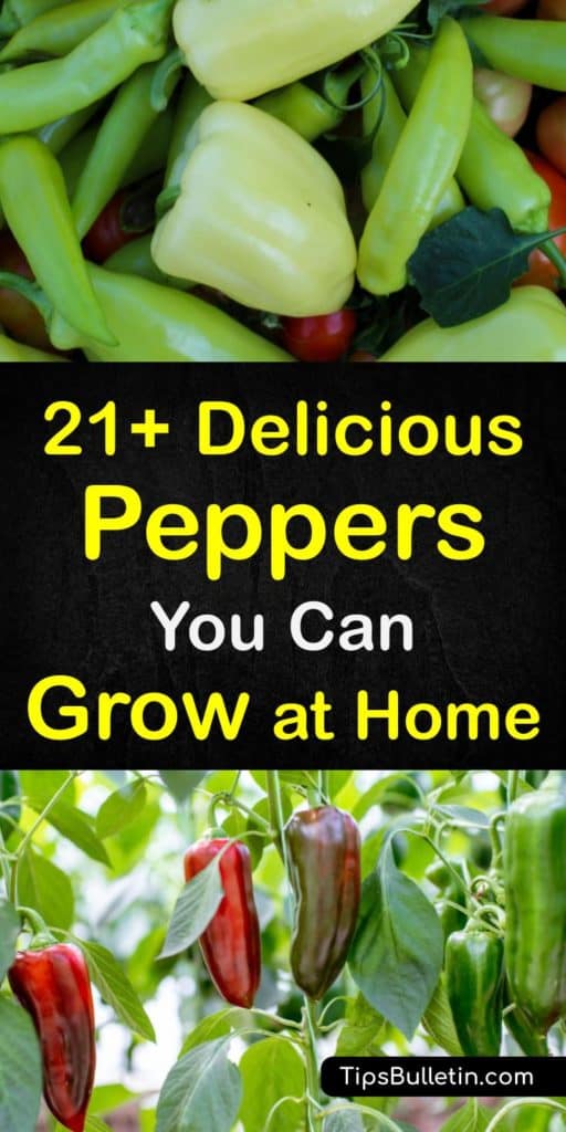 Discover all the different types of peppers, from sweet peppers to hot peppers, and how to grow them. The Anaheim pepper has mild heat and flavor, and the jalapeño pepper has medium heat, while the hottest pepper is the Carolina Reaper. #types #peppers #growing