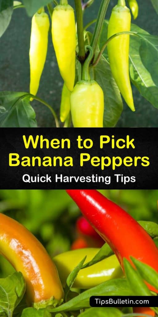 Learn how to harvest from a banana pepper plant in your garden. This growing season, learn how to identify the ripeness of hot banana peppers and other wax peppers. Storing and pickling hot varieties of banana and bell peppers is a great way to use up extra peppers. #ripe #banana #peppers