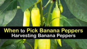 When to Pick Banana Peppers titleimg1