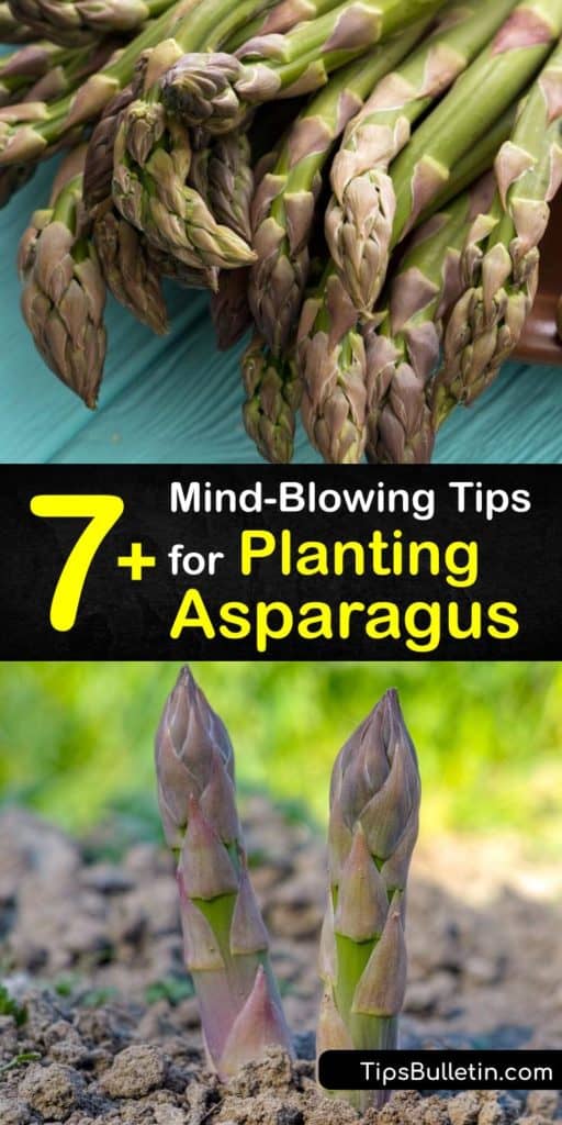 Wake up to a surprise in the early spring with a bounty of Jersey Giant and Jersey Knight asparagus. Use these helpful tips for learning about the growing season, understanding how many inches of soil to dig for female plants, and adding mulch to protect first-year plants. #when #plant #asparagus