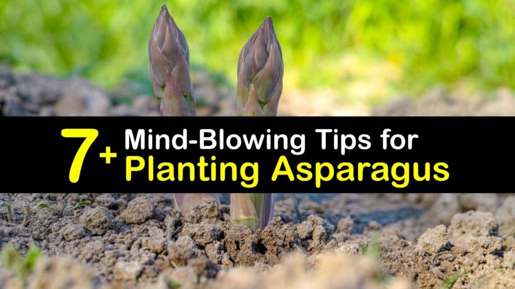 When to Plant Asparagus - Tips Bulletin