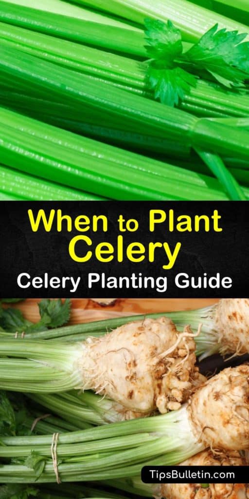 Grow the crispest celery stalks when you use these tips for how to plant celery from celery seeds and transplanting them into the garden. You’ll discover the benefits of potting soil, what self-blanching is, and how mulch retains moisture. #when #plant #celery