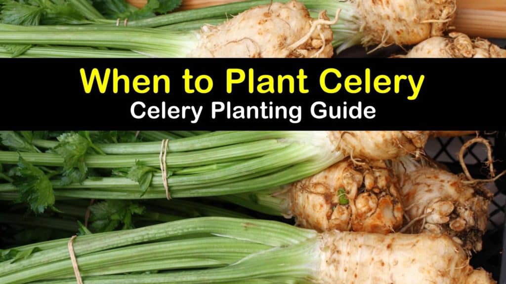 When to Plant Celery titleimg1