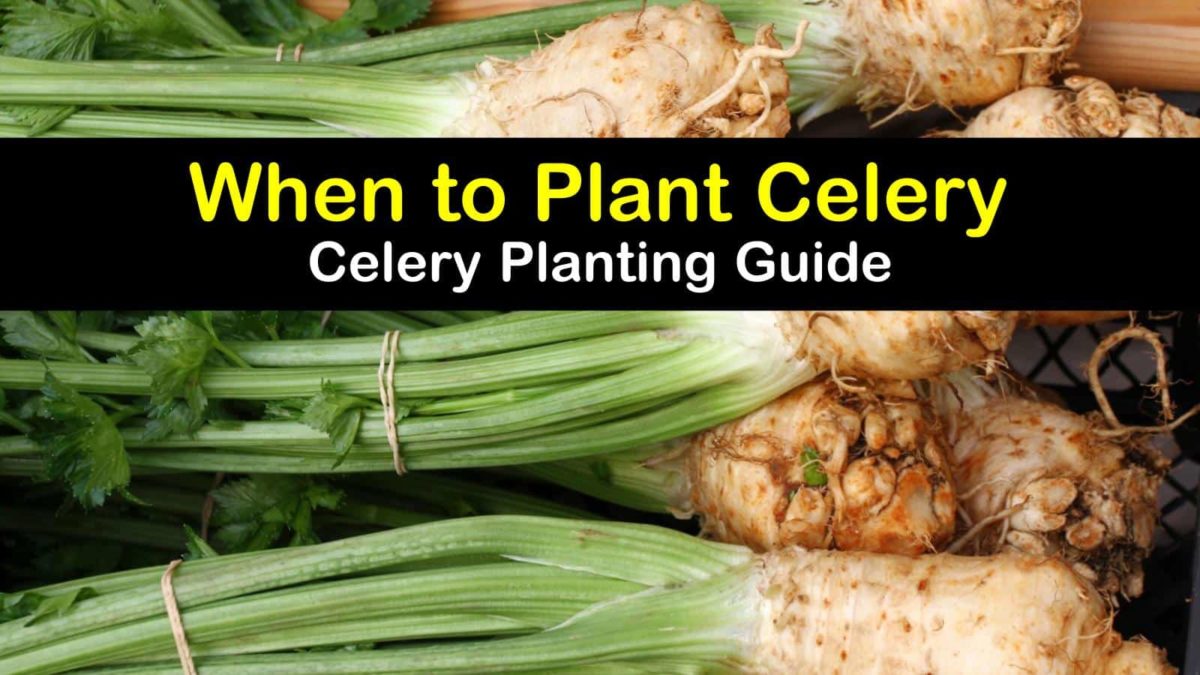 Celery Planting Guide When to Plant Celery